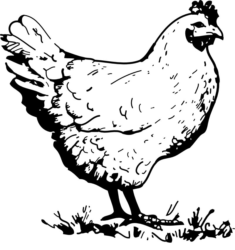 La ville de Bantanges est connue dans le monde entier pour être le lieu de production des meilleurs poulets de Bresse.